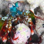 キモうまグルメで田中が七色シャコを捕獲w番組内容紹介!【画像】【有吉弘行のダレトク】