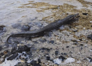 池の水ぜんぶ抜くで博多・御笠川のワニの正体と結果は？おもちゃで偽物だったのか【番組内容】